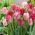 Tulipan Hemisphere - duża paczka! - 50 szt.
