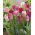 Tulipan Hemisphere - duża paczka! - 50 szt.