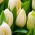 Tulipan Lemon Giant - duża paczka! - 50 szt.