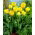 Tulipan lodowy - Beauty of Apeldorn - duża paczka! - 50 szt.