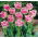 Tulipan Fancy Frills - duża paczka! - 50 szt.