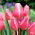 Tulipan Happy Family - duża paczka! - 50 szt.