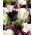 Tulipan Papuzi Black&White - zestaw 2 odmian - 50 szt.