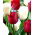 Tulipan White Dream + Ile de France - zestaw 2 odmian - 50 szt.