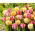 Tulipan Foxtrot + Foxy Foxtrot - zestaw 2 odmian - 50 szt.