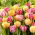 Tulipan Foxtrot + Foxy Foxtrot - zestaw 2 odmian - 50 szt.