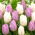 Tulipan Candy Prince + White Prince - zestaw 2 odmian - 50 szt.