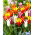 Tulipany liliokształtne - mix kolorów - 60 szt.