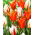 Tulipan Ballerina + Carnaval de Rio - zestaw 2 odmian - 50 szt.
