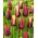 Tulipan Slava + Gavota - zestaw 2 odmian - 50 szt.