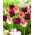 Tulipan Crown of Dynasty + Negrita Crown - zestaw 2 odmian - 50 szt.