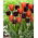 Tulipan Queen of Night + Annie Schilder - zestaw 2 odmian - 50 szt.