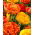Tulipan Sun Lover + Yellow Pomponette - zestaw 2 odmian - 50 szt.
