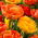Tulipan Sun Lover + Yellow Pomponette - zestaw 2 odmian - 50 szt.