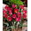 Tulipan Persian Pearl - duża paczka! - 50 szt.