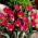 Tulipan Persian Pearl - duża paczka! - 50 szt.