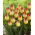 Tulipan Suncatcher - duża paczka! - 50 szt.