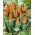 Tulipan niski pomarańczowy - Greigii orange - duża paczka! - 50 szt.