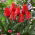 Tulipan niski czerwony - Greigii red - duża paczka! - 50 szt.