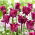 Tulipan Negrita Crown - duża paczka! - 50 szt.