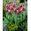 Tulipan Rajka - duża paczka! - 50 szt.