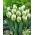 Tulipan Snow Valley - duża paczka! - 50 szt.