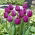 Tulipan fioletowy - Violet - duża paczka! - 50 szt.
