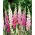 Naparstnica purpurowa Foxy - mieszanka