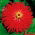 Cynia wytworna chryzantemowa - czerwona