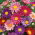 Aster pojedynczy - mieszanka