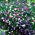 Lobelia Cascade - mieszanka