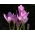 Zimowit - Lilac Wonder - duża paczka! - 10 szt.