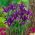 Irys holenderski - Purple Sensation - GIGA paczka! - 500 szt.