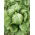 Sałata Kumak - NANO-GRO - 30% większe zbiory