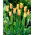 Tulipan Mona Lisa - duża paczka! - 50 szt.