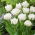 Tulipan Mount Tacoma - duża paczka! - 50 szt.