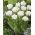 Tulipan Mount Tacoma - duża paczka! - 50 szt.