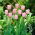 Tulipan Pink Diamond - duża paczka! - 50 szt.