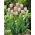 Tulipan Pink Diamond - duża paczka! - 50 szt.