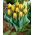 Tulipan Ravana - duża paczka! - 50 szt.