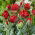 Tulipan Rococo Double - pełny - duża paczka! - 50 szt.