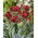 Tulipan Rococo Double - pełny - duża paczka! - 50 szt.