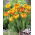 Tulipan Sunlover - duża paczka! - 50 szt.