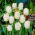 Tulipan Swan Wings - duża paczka! - 50 szt.