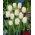 Tulipan Swan Wings - duża paczka! - 50 szt.