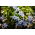 Ipheion - Ifejon - Uniflorum - GIGA paczka! - 500 szt.