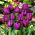 Tulipan fioletowy - Violet - duża paczka! - 50 szt.