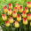 Tulipan Suncatcher - duża paczka! - 50 szt.