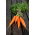 Marchew Berlikumer 2 - Perfekcja - NANO-GRO - 30% większe zbiory