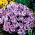 Krokus King of the Striped - GIGA paczka! - 500 szt.